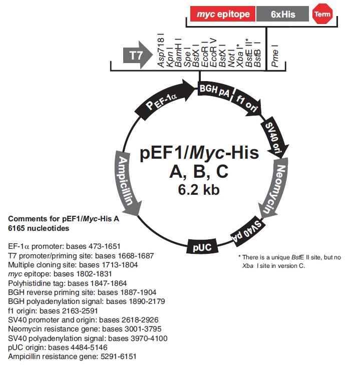 pEF1/myc-His B载体图谱